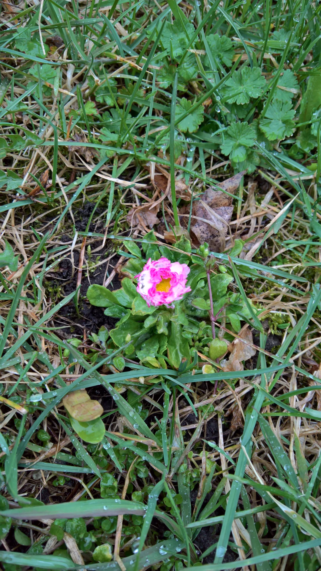 Taken on Microsoft Lumia 950 XL